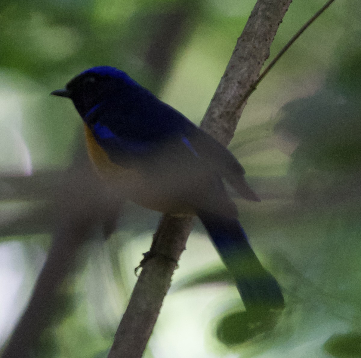 Rufous-bellied Niltava - ML643537409