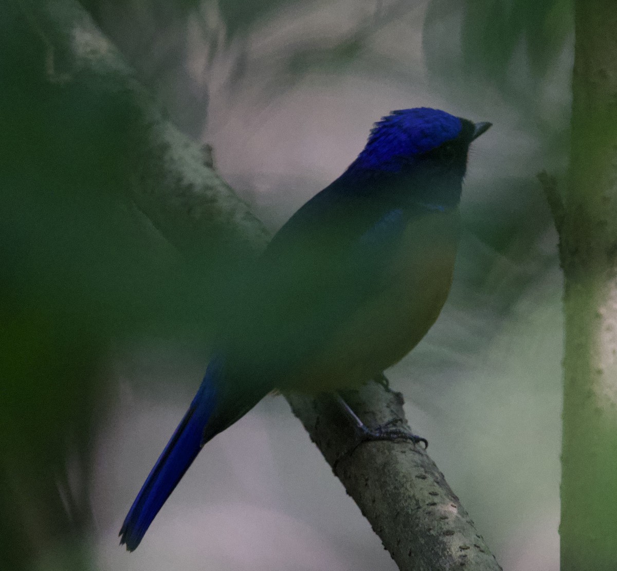 Rufous-bellied Niltava - ML643537410