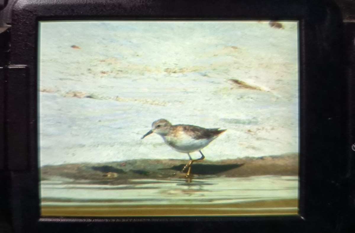 Least Sandpiper - ML643537413