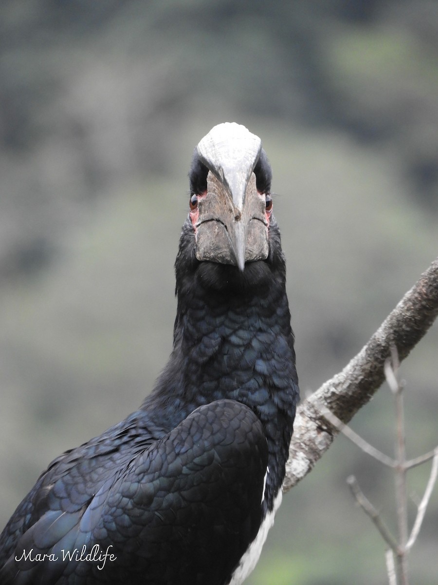 Trumpeter Hornbill - ML643537417