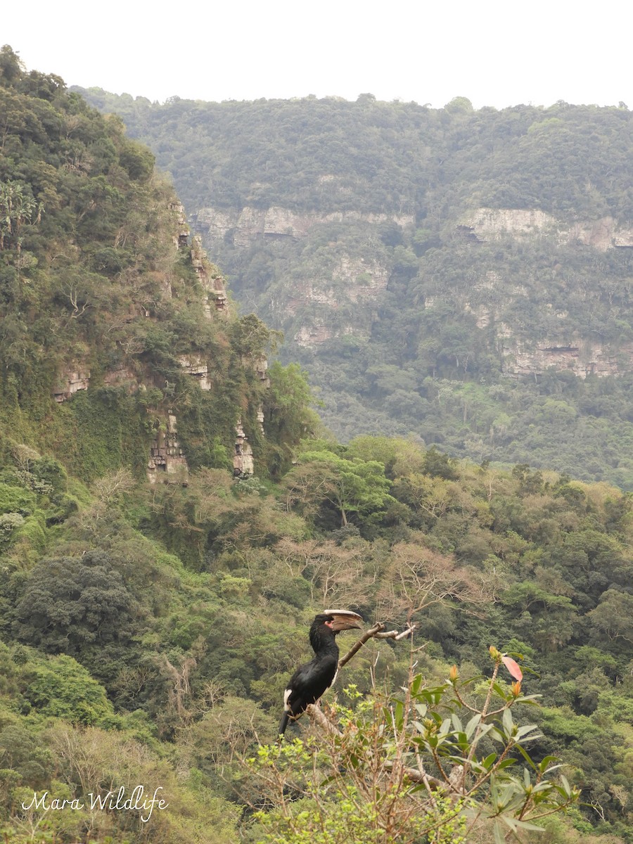 Trumpeter Hornbill - ML643537418