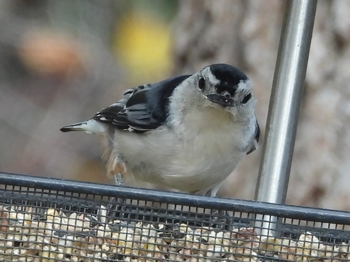 White-breasted Nuthatch - ML643537434