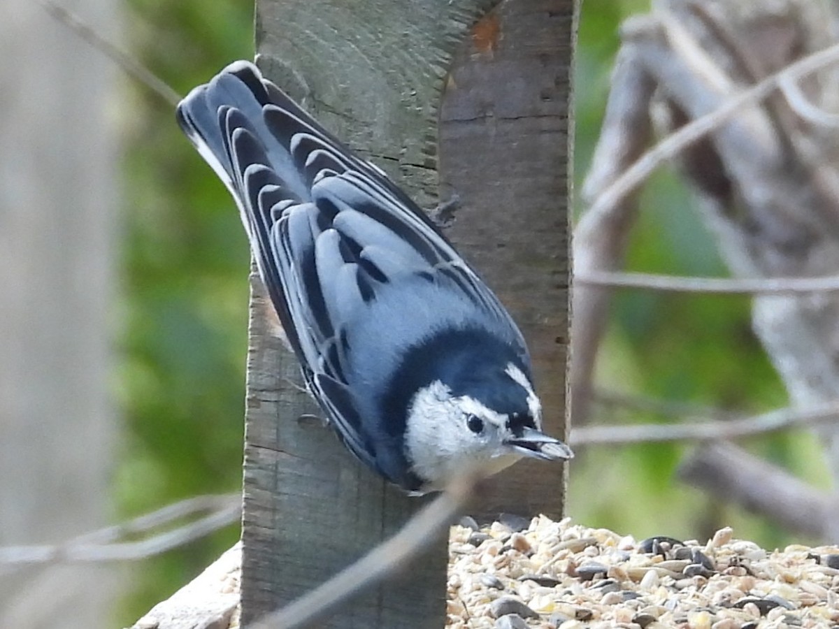 White-breasted Nuthatch - ML643537435