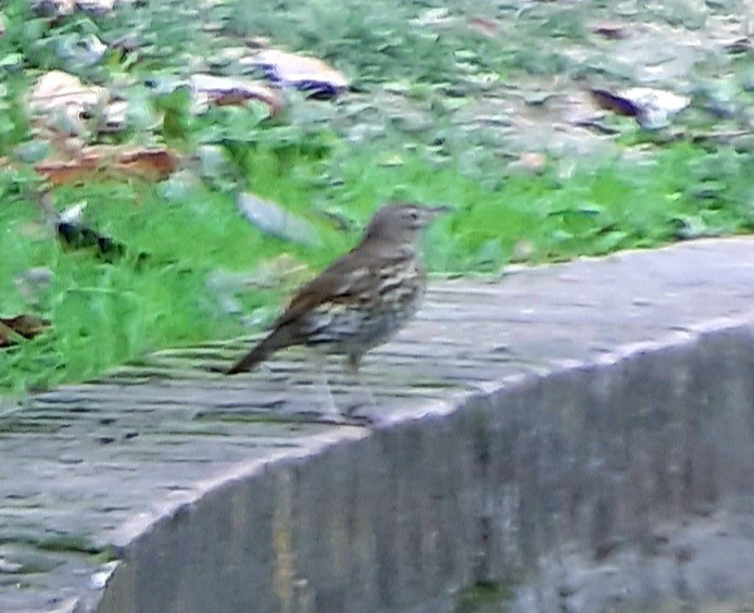 Song Thrush - ML643537442