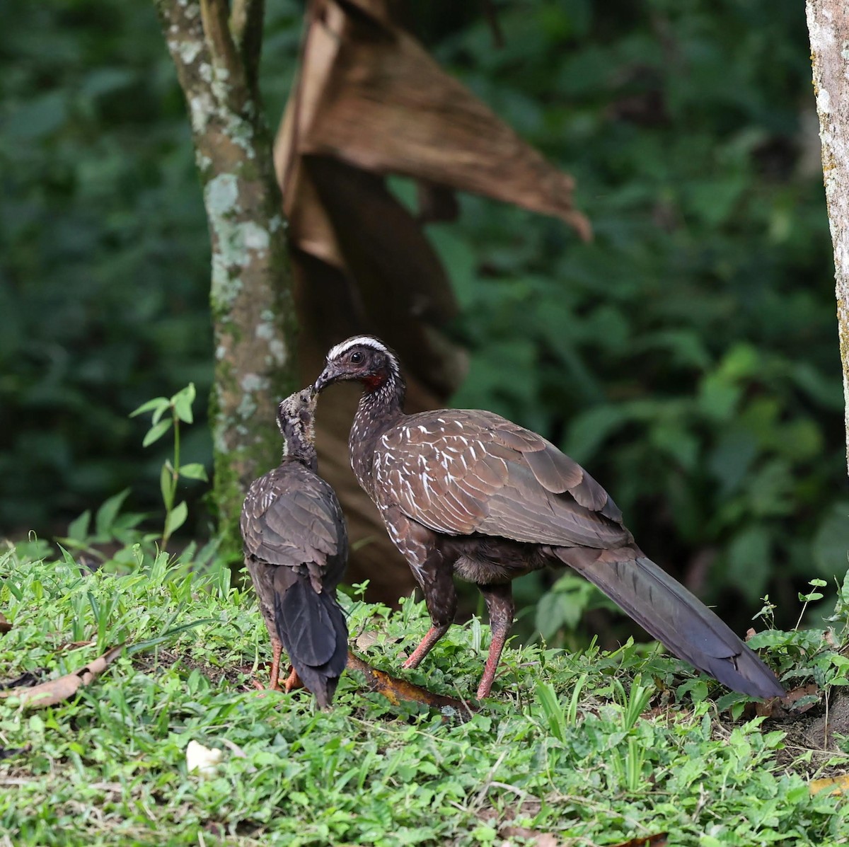 White-browed Guan - ML643537460