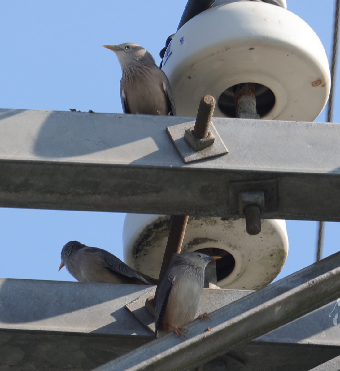 Chestnut-tailed Starling - ML643537461