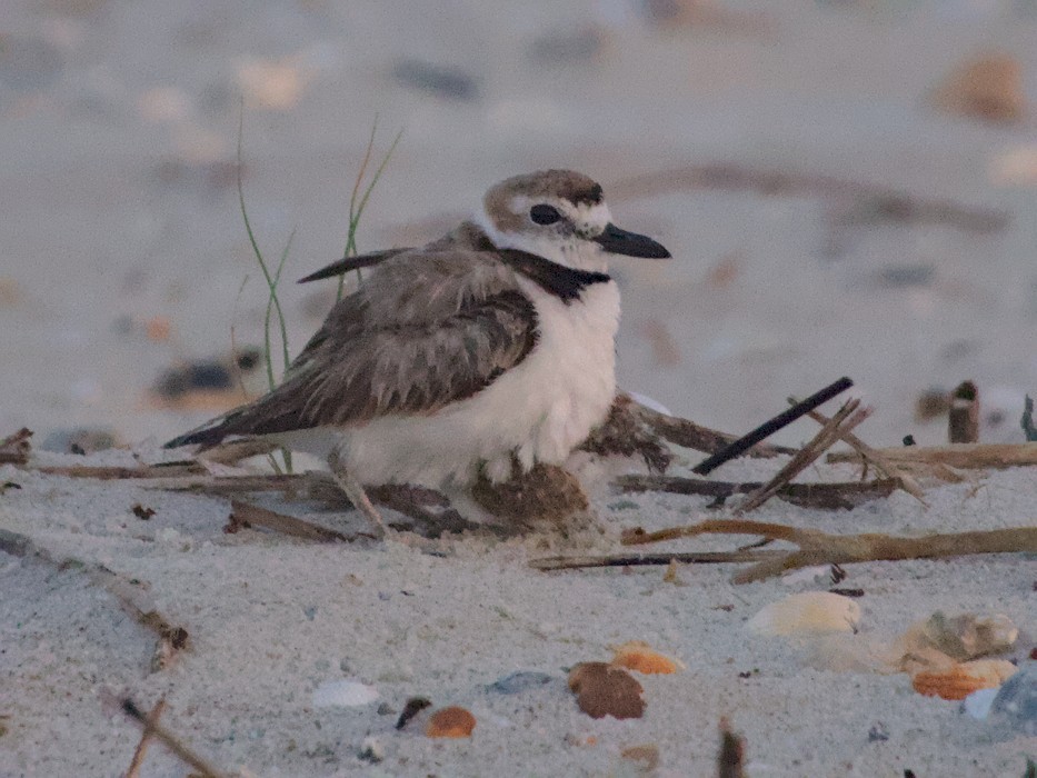 Wilson's Plover - ML643537462