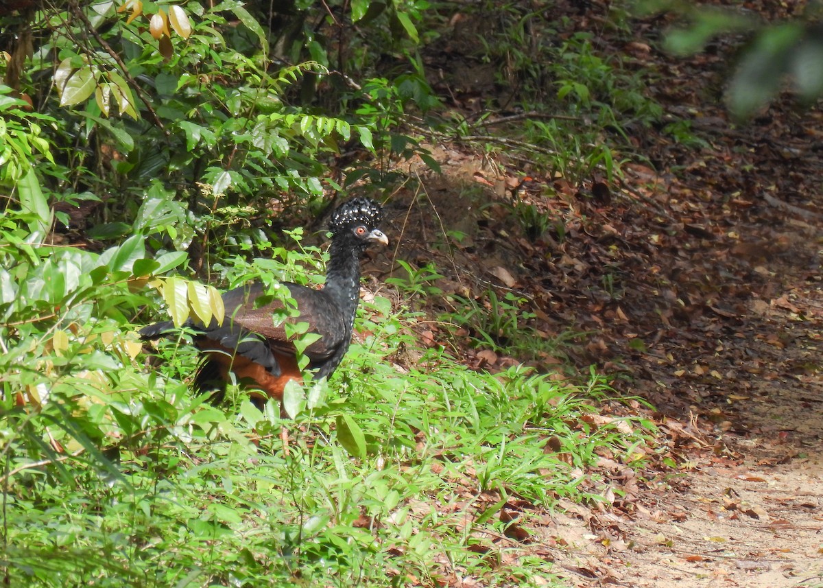 Red-billed Curassow - ML643537468