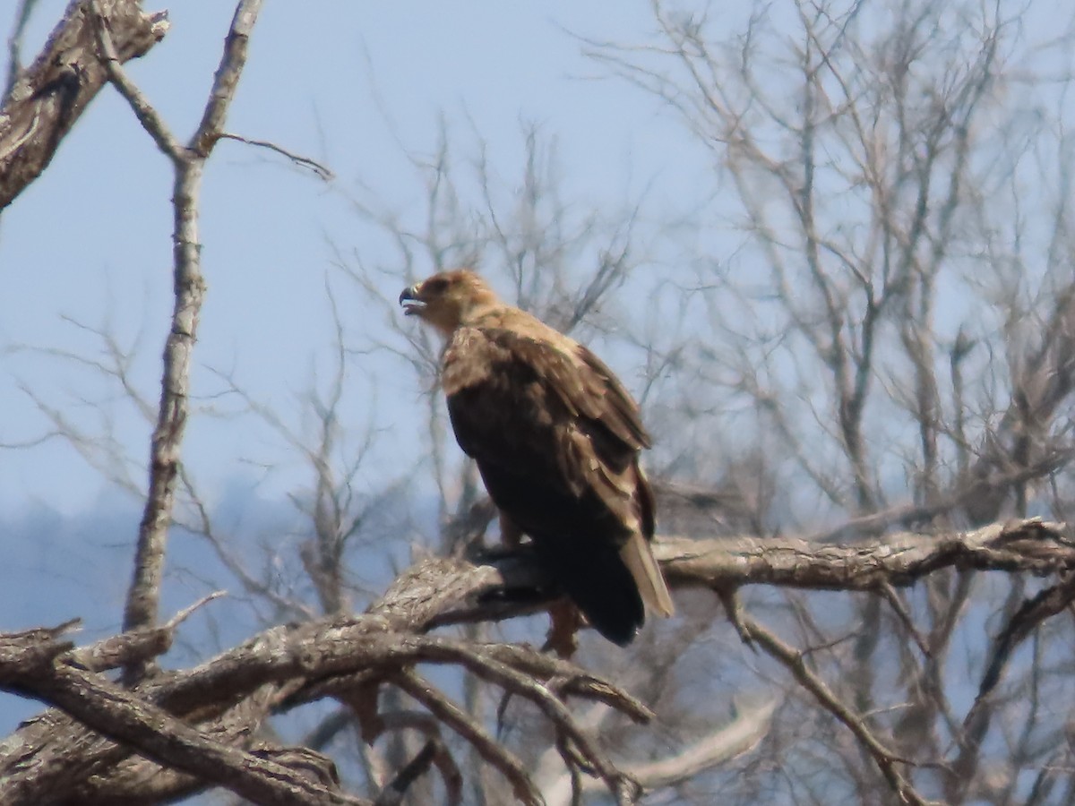 Tawny Eagle - ML643537470