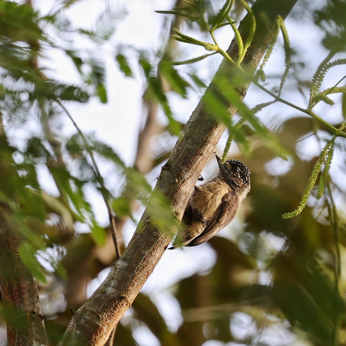 Ochraceous Piculet - ML643537477