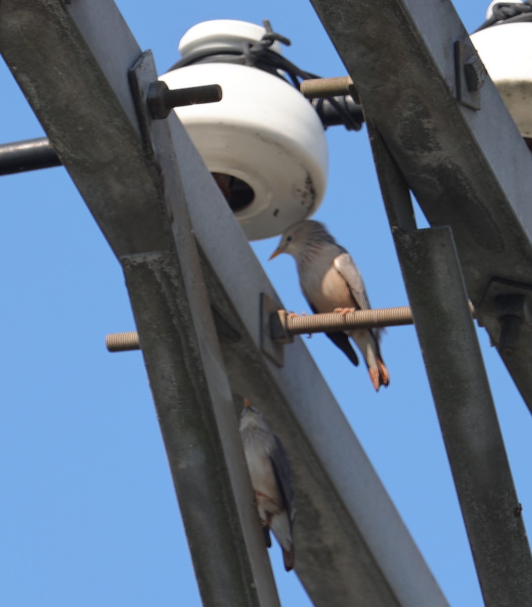 Chestnut-tailed Starling - ML643537488