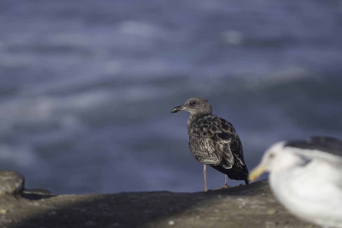 Western Gull - ML643537490