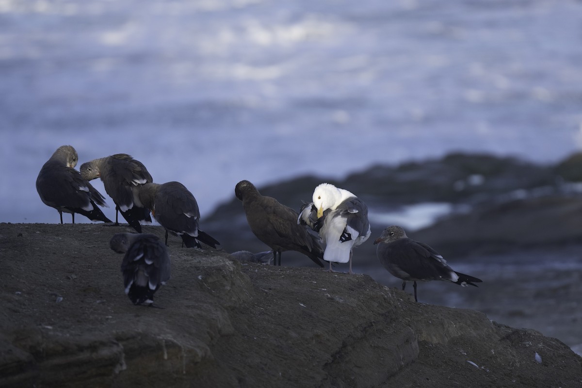 Western Gull - ML643537491