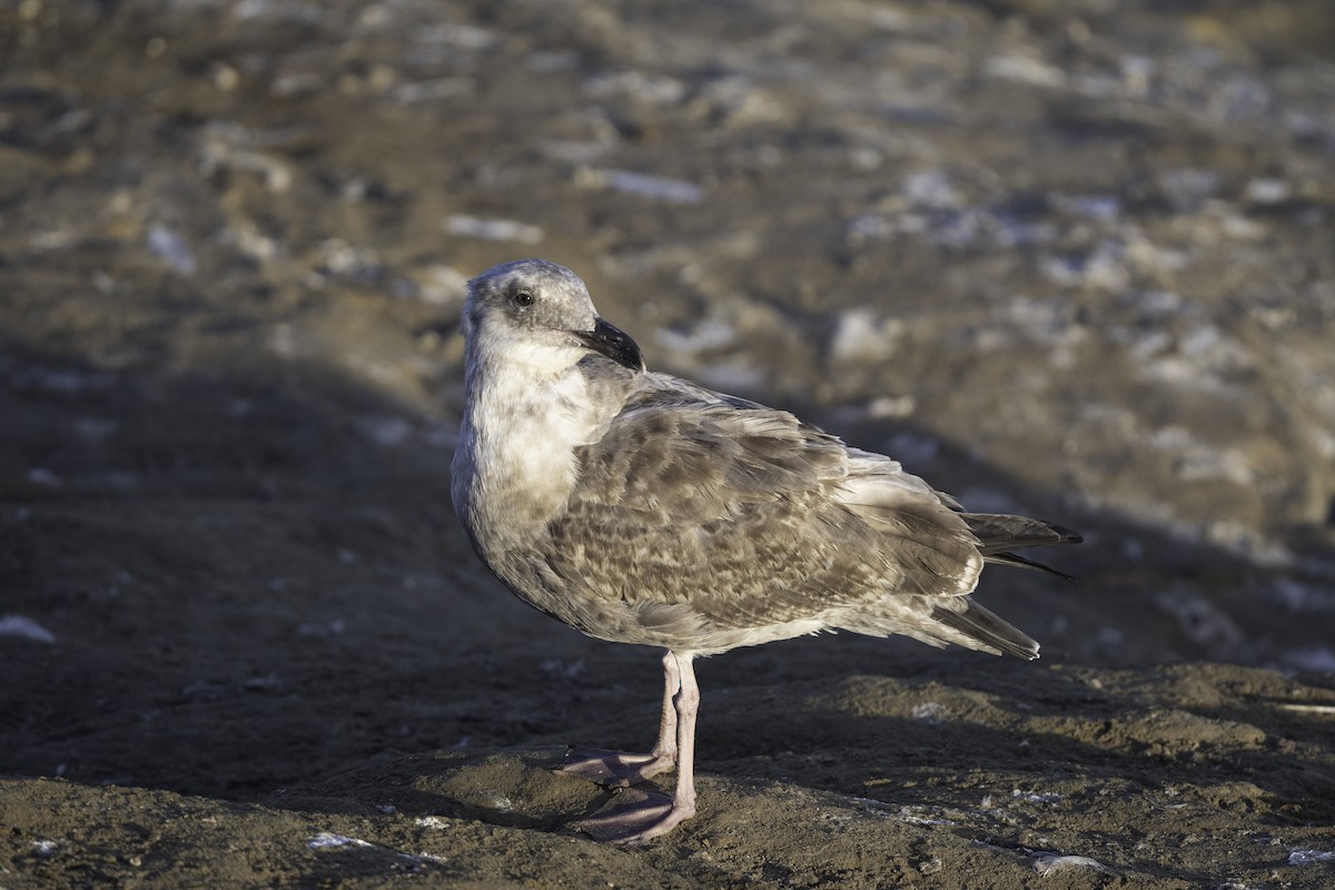 Western Gull - ML643537493