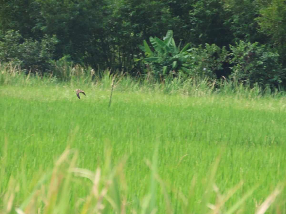 Pin-tailed Snipe - ML643537495