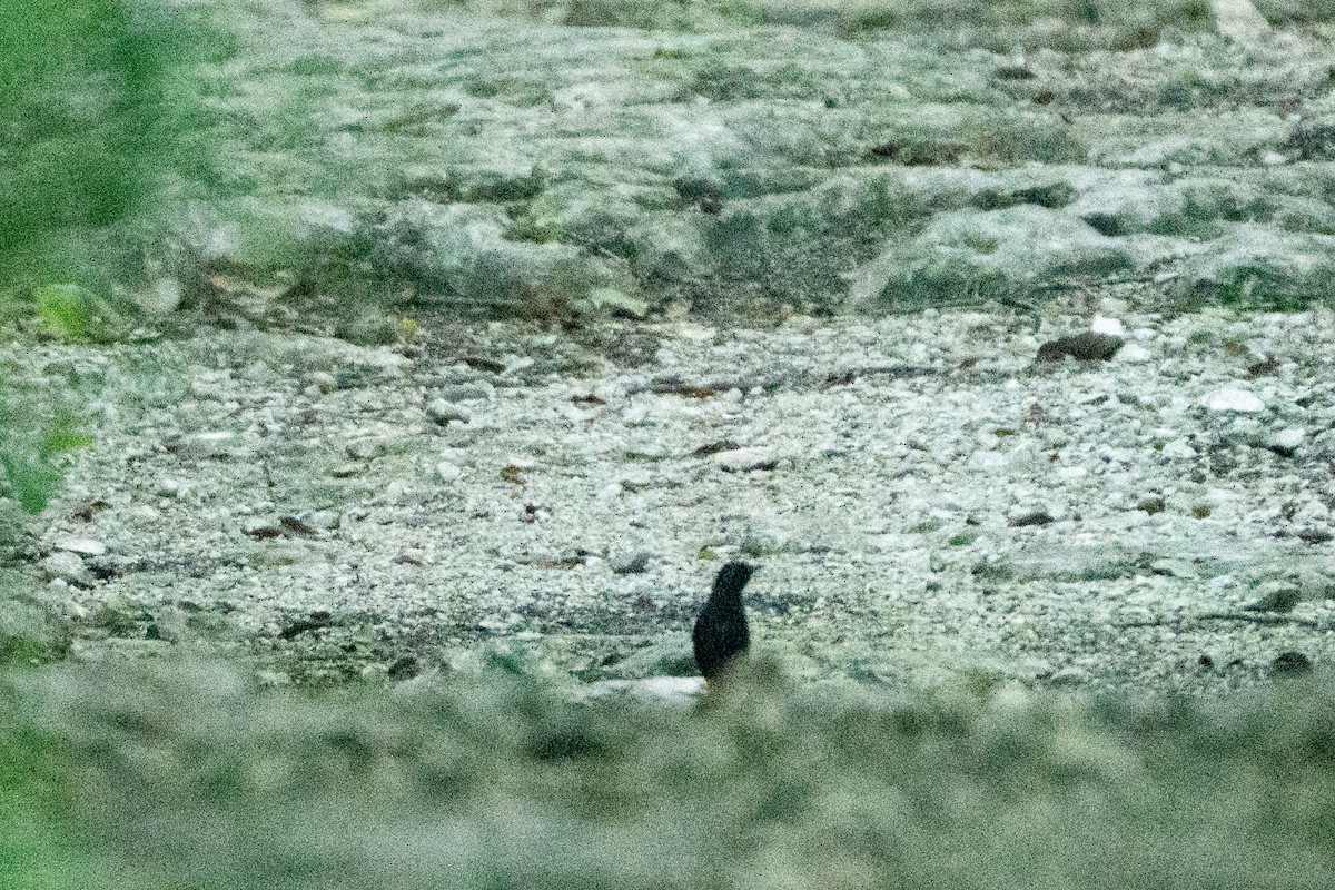 Black Catbird - ML643537500