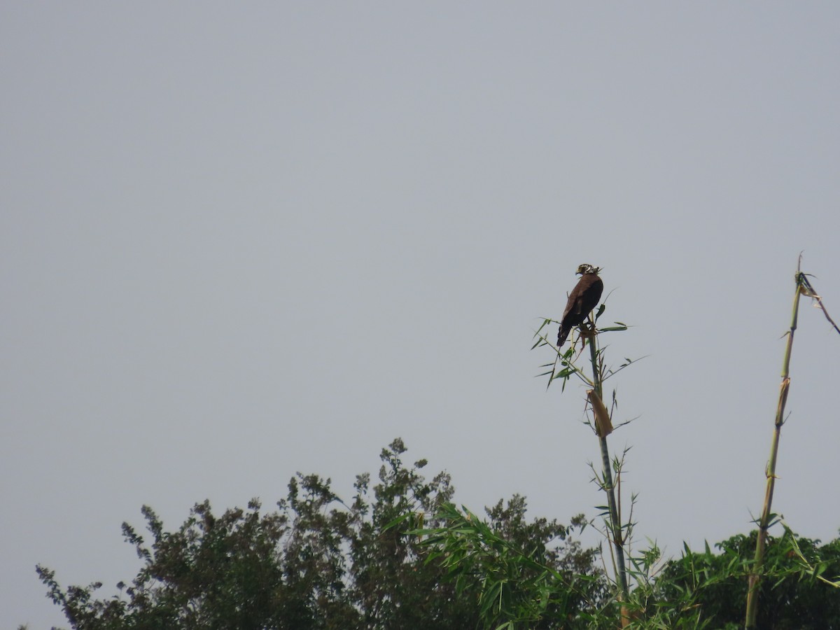 Crested Serpent-Eagle - ML643537506