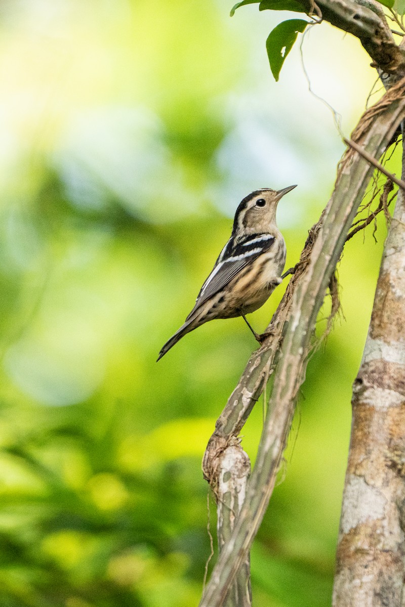 Black-and-white Warbler - ML643537508