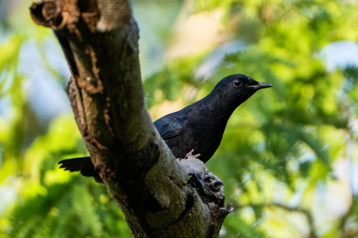 Black Catbird - ML643537516
