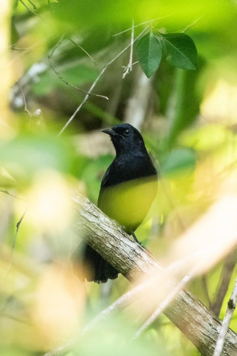 Black Catbird - ML643537517