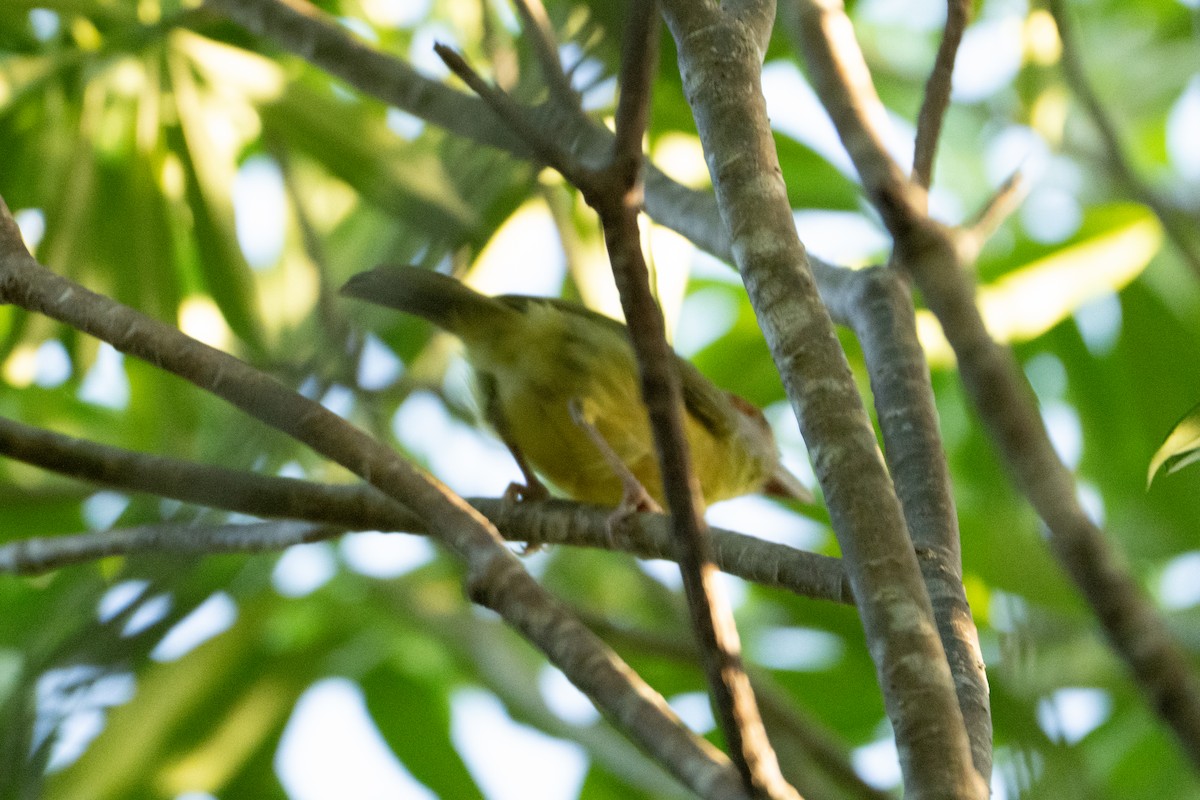 Rufous-browed Peppershrike - ML643537545