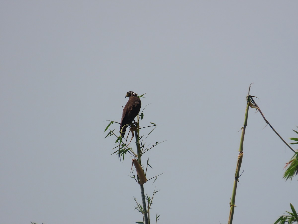 Crested Serpent-Eagle - ML643537547