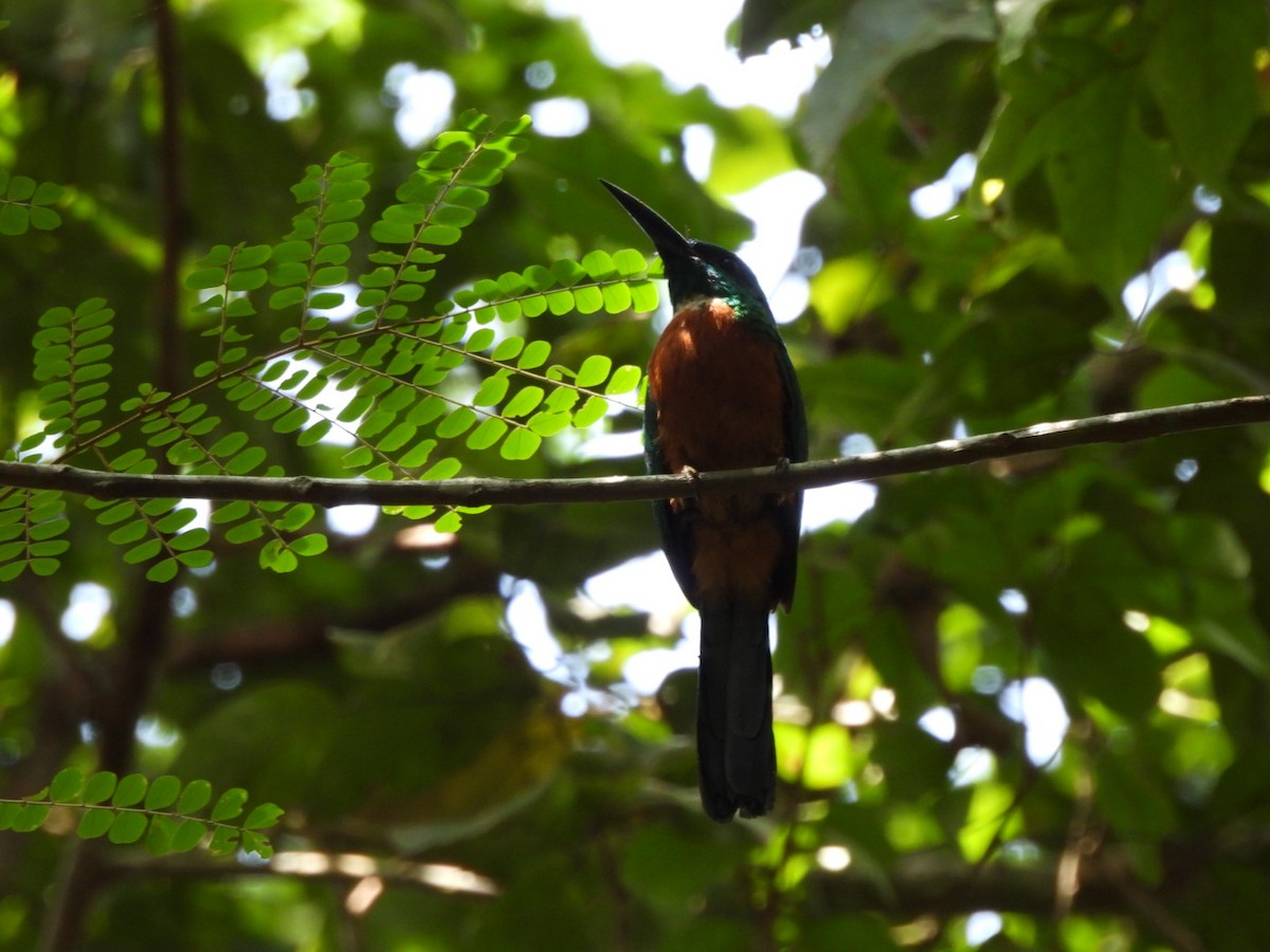 Great Jacamar - ML643537551