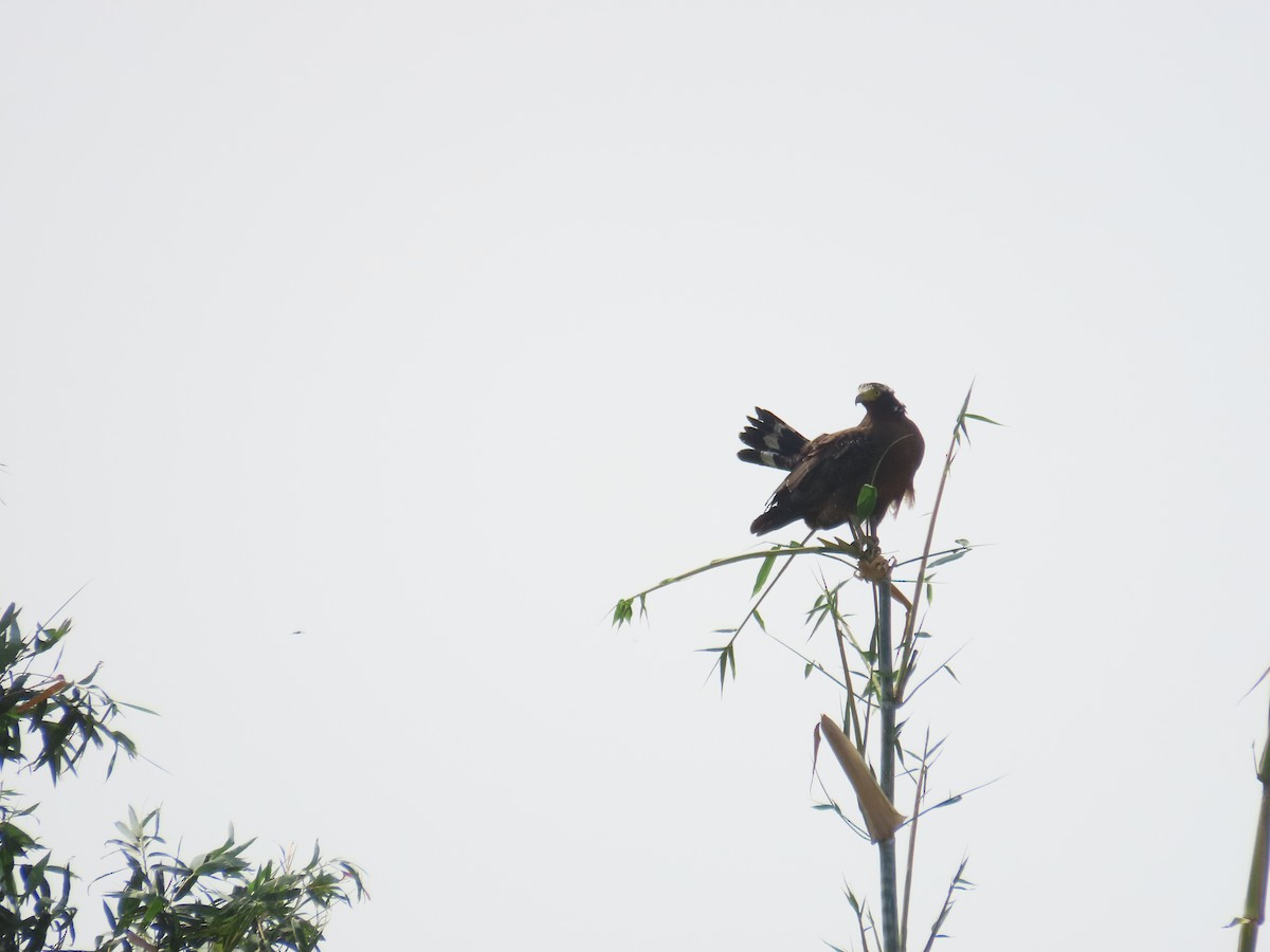 Crested Serpent-Eagle - ML643537574