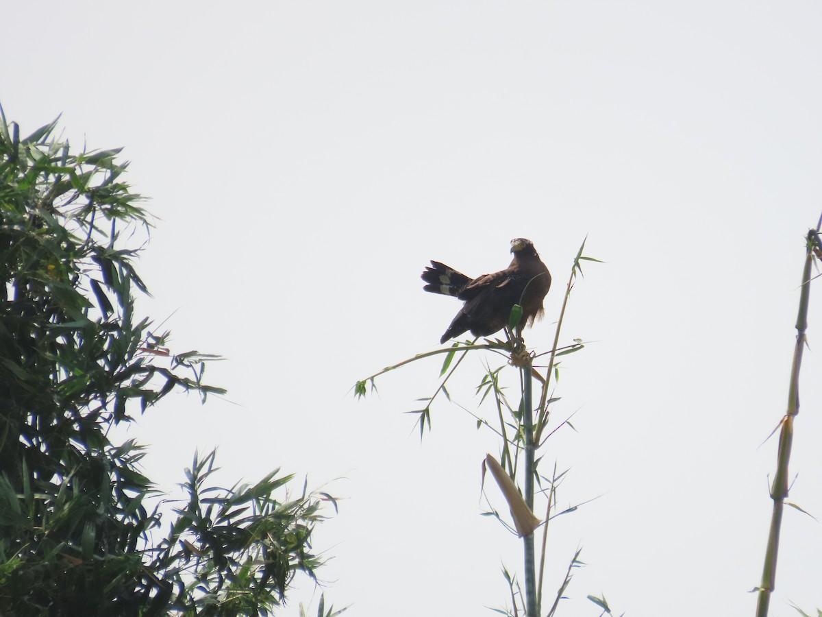 Crested Serpent-Eagle - ML643537575
