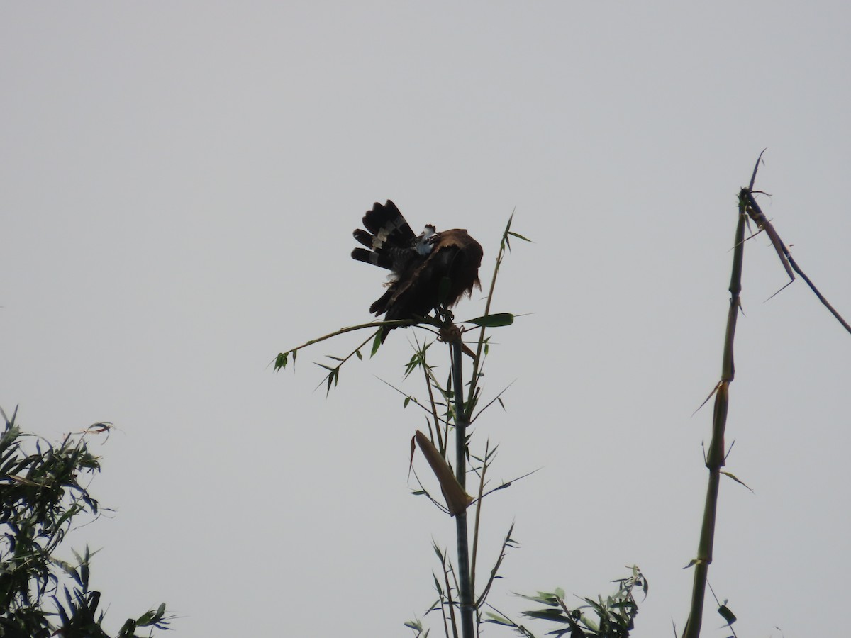 Crested Serpent-Eagle - ML643537576