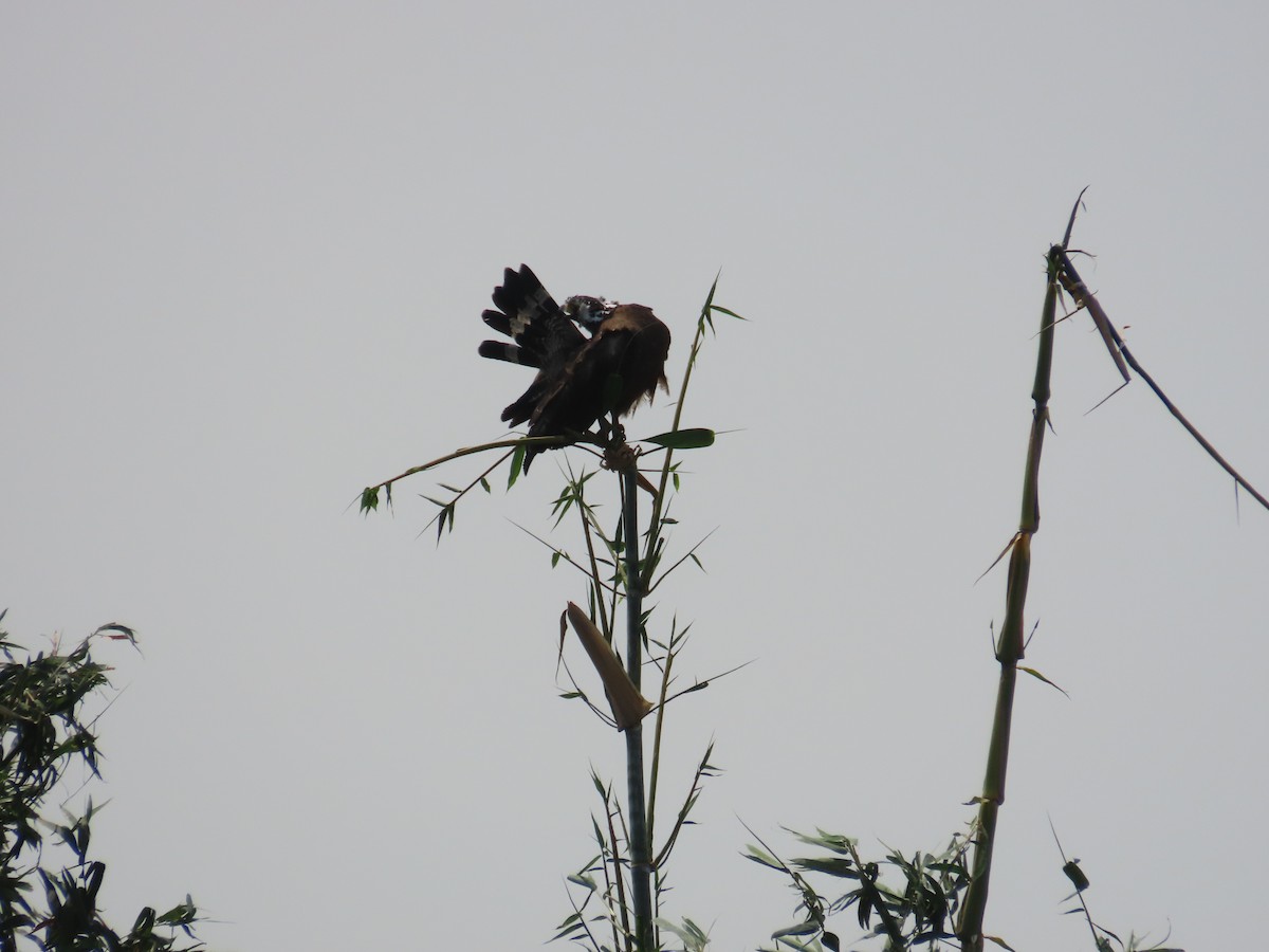 Crested Serpent-Eagle - ML643537577