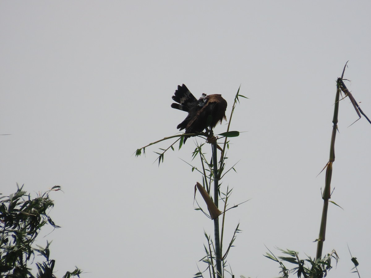 Crested Serpent-Eagle - ML643537578