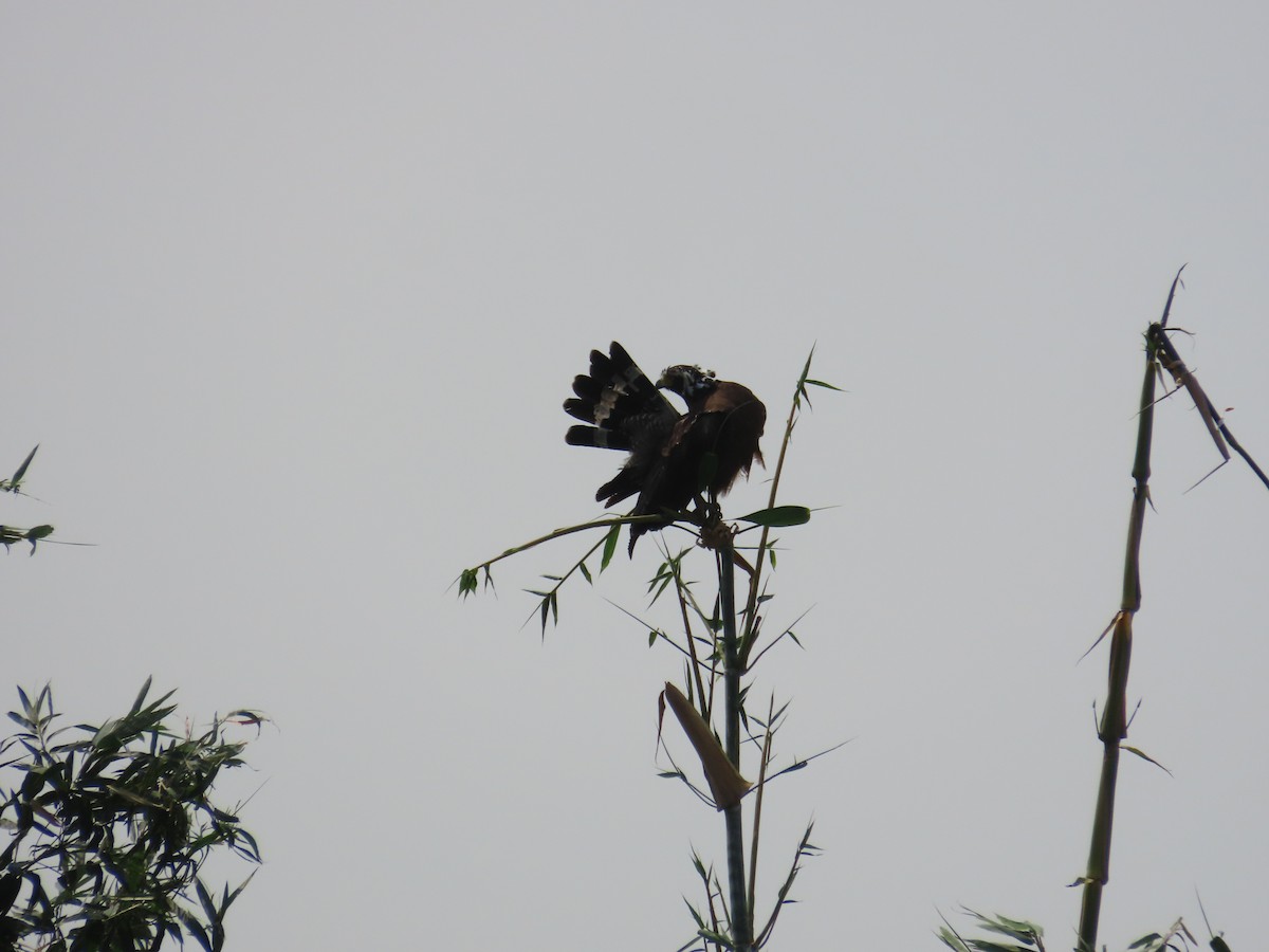 Crested Serpent-Eagle - ML643537579