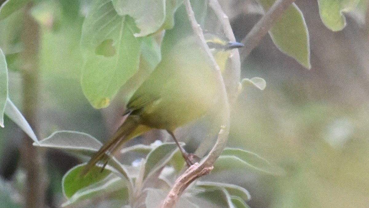 Two-banded Warbler - ML643537581