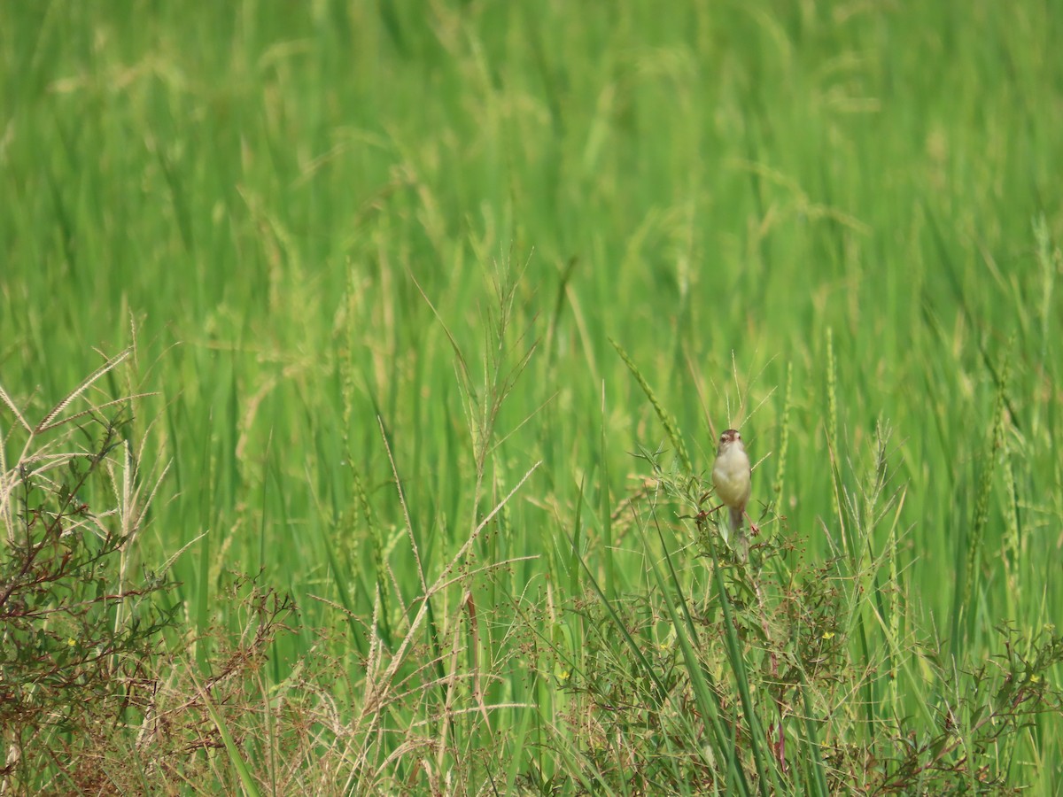 Plain Prinia - ML643537582