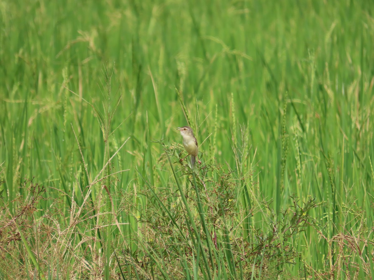 Plain Prinia - ML643537583