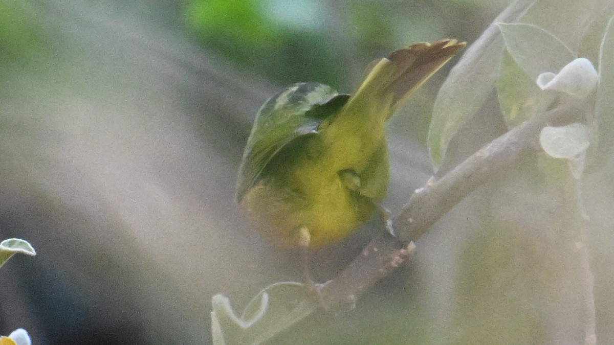 Two-banded Warbler - ML643537585
