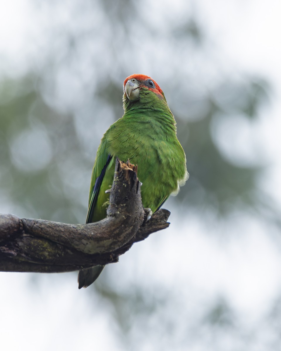 ヒガシラインコ - ML643537586