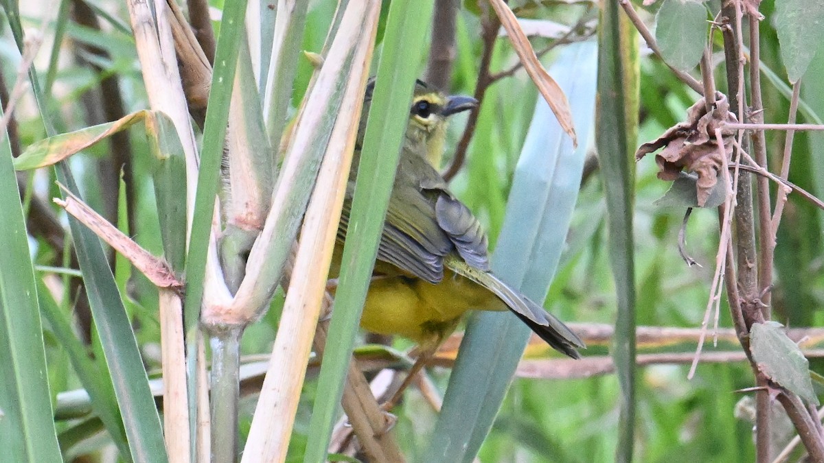 Two-banded Warbler - ML643537589