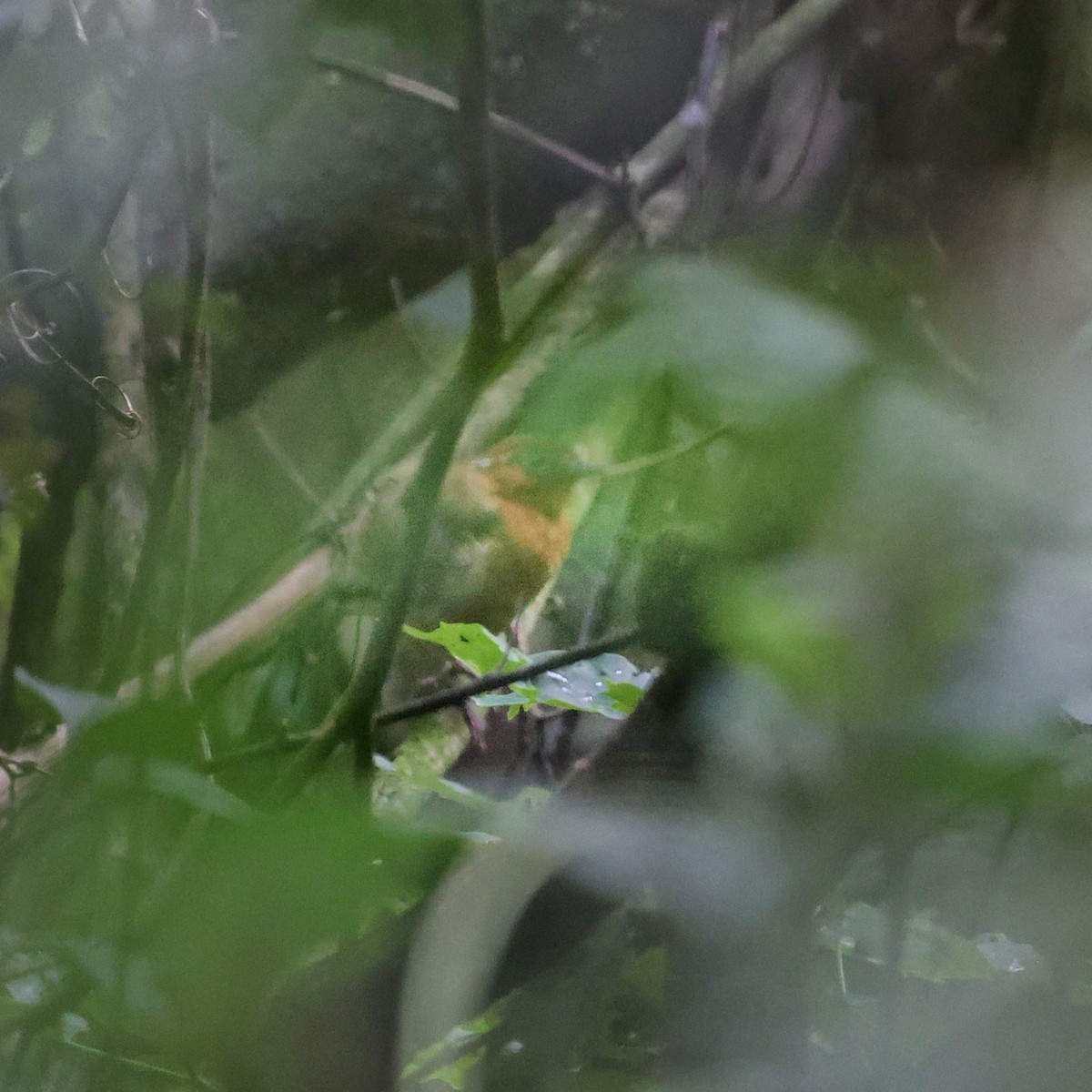 Ceara Gnateater - ML643537597