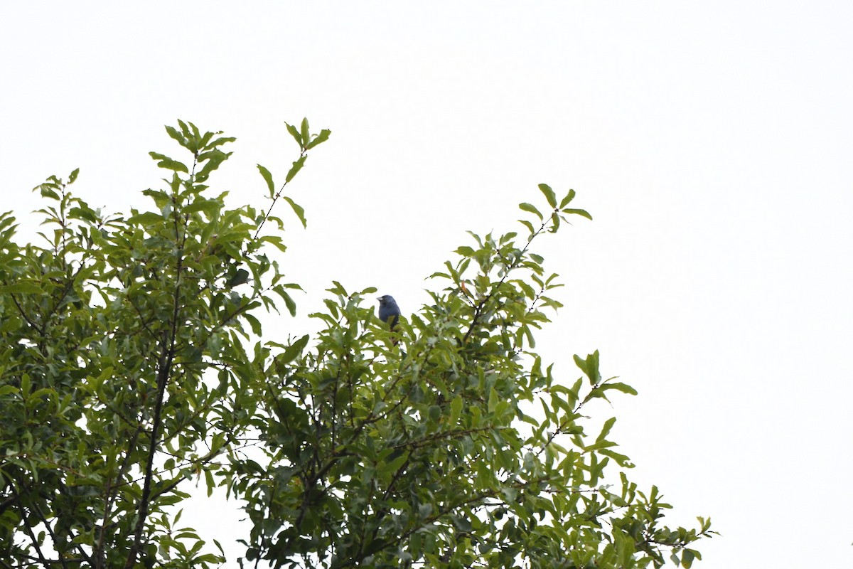 blåtykknebb - ML643537626