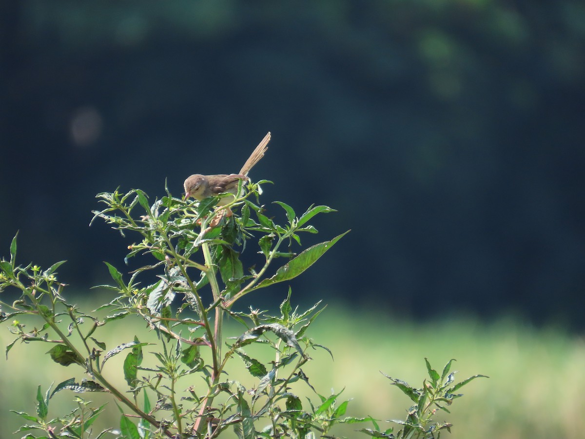 Plain Prinia - ML643537630