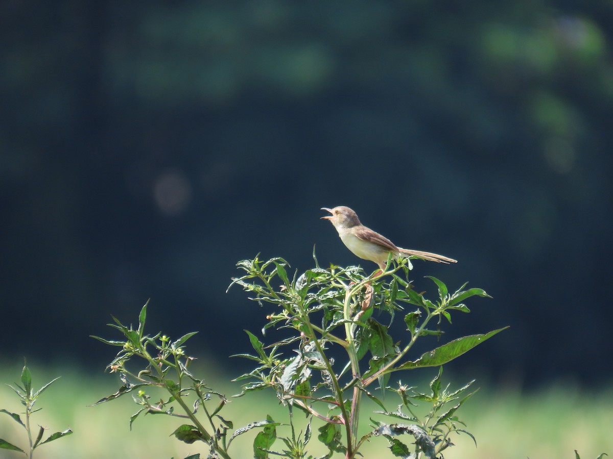 Plain Prinia - ML643537631