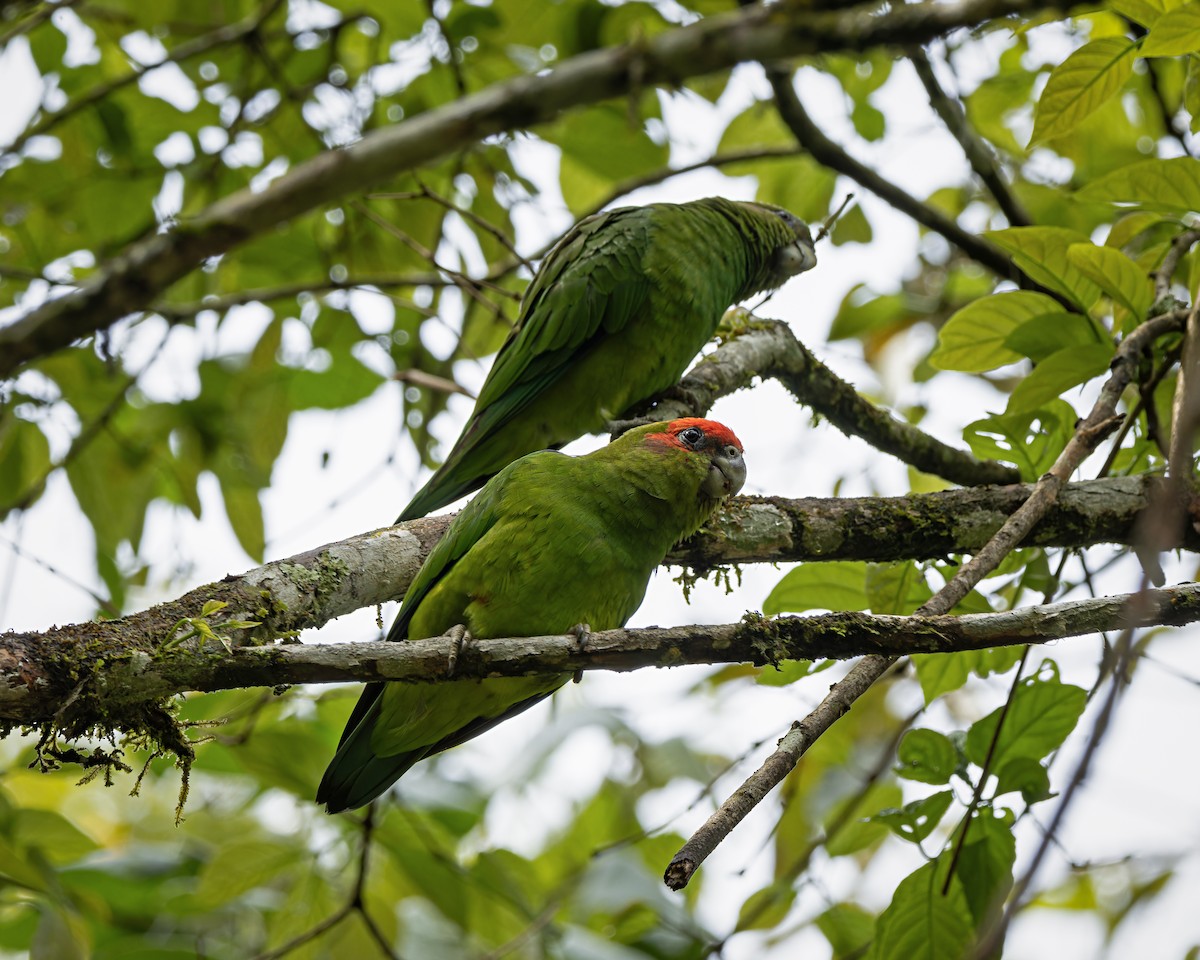 ヒガシラインコ - ML643537649