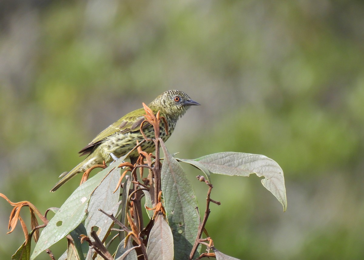 Sharpbill - ML643537664