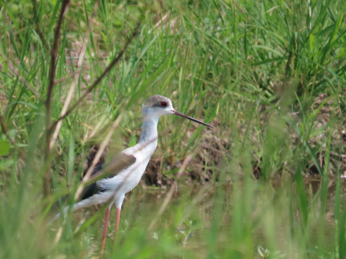 Black-winged Stilt - ML643537673