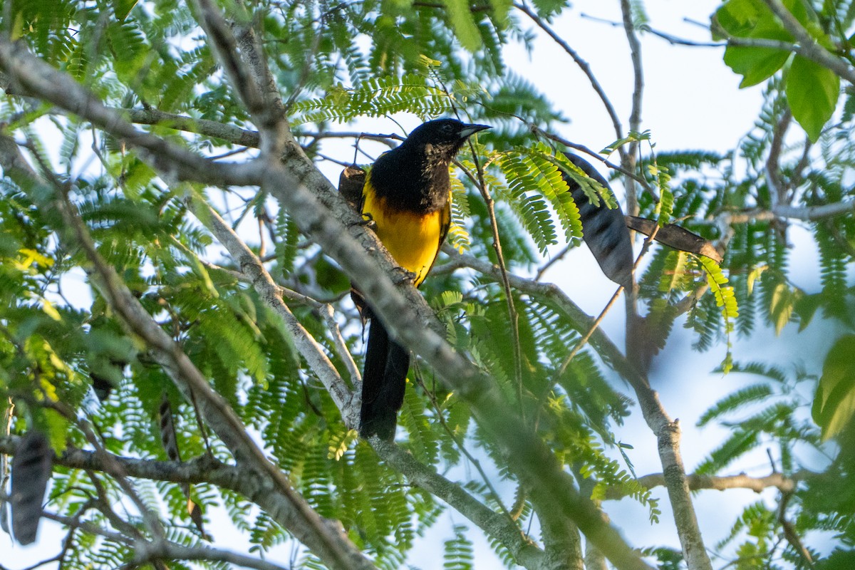 Black-cowled Oriole - ML643537677
