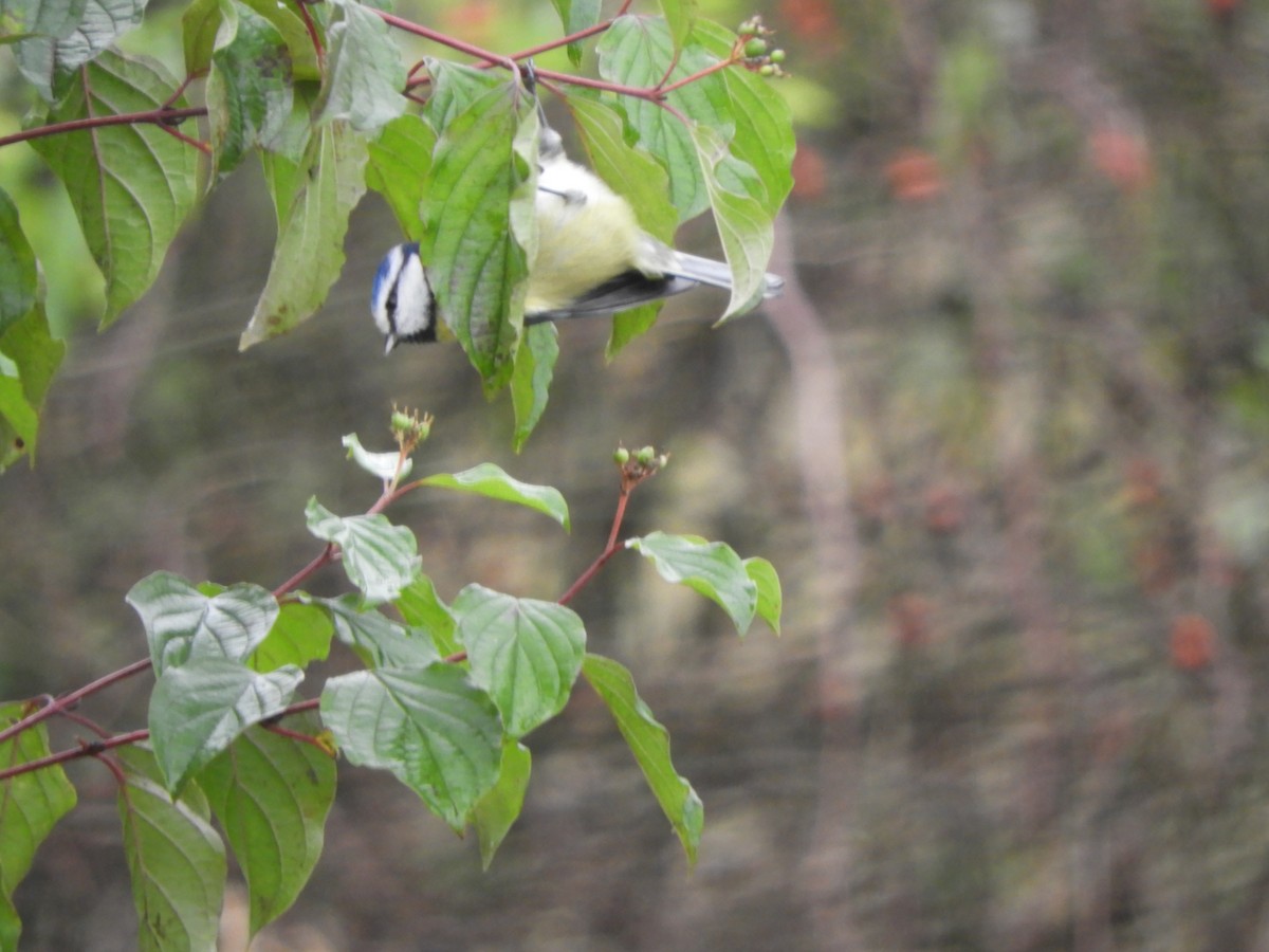 Mésange bleue - ML643537679