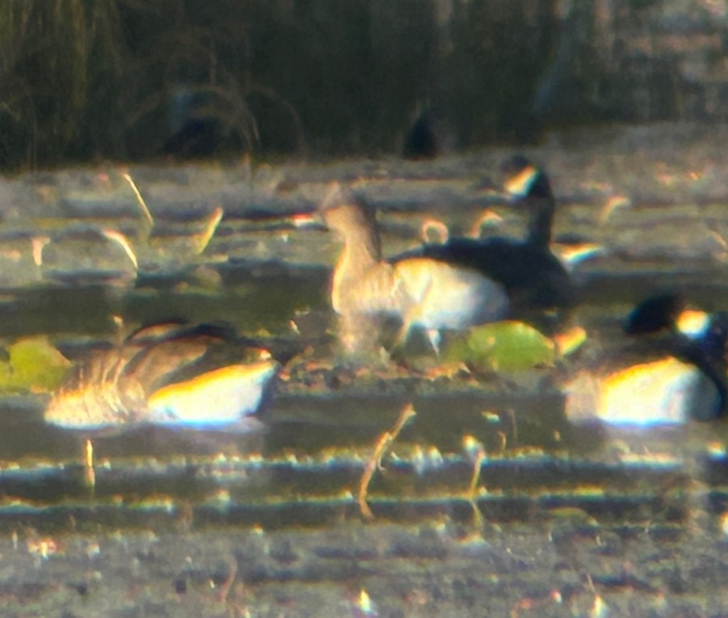 Pink-footed Goose - ML643537685