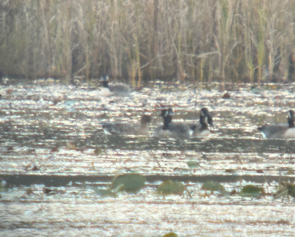 Pink-footed Goose - ML643537686